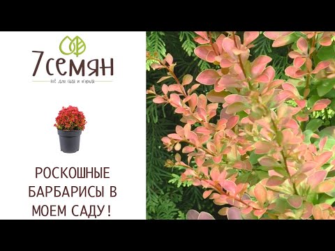 Видео: САМЫЕ КРАСИВЫЕ БАРБАРИСЫ ДЛЯ ВАШЕГО САДА!