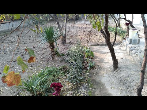 Видео: ЕРНИ  КУЗГИ   ШУДГОРЛАШГА  ТАЙЁРЛАШ 