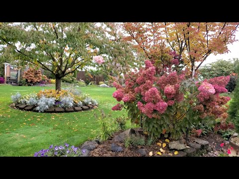 Видео: Сухая мята.