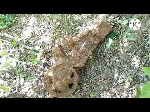 Видео: Удачный коп с прибором Clone Pi AVR 43 выпуск