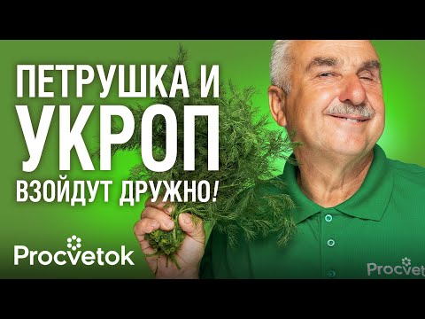 Видео: УКРОП, ПЕТРУШКА, БАЗИЛИК ВЗОЙДУТ ЩЕТКОЙ И БЫСТРО, если узнаете эти хитрости при посеве от агронома