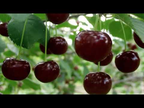 Видео: В старом парке Песня на стихи Николая Рубцова