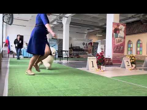 Видео: Монопородная выставка пуделей Калининград 27.04.24