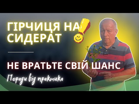 Видео: Гірчиця на сидерат | Не втратьте свій шанс | Поради від практика