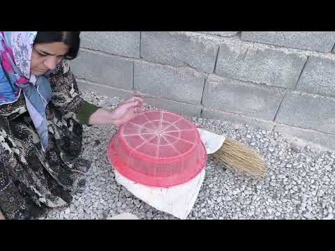 Видео: Выпас овец после сбора урожая риса?! 🌾