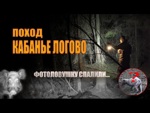 Видео: ПОХОД К КАБАНЬЕМУ ЛОГОВУ. СТРАННОСТИ НА ФОТОЛОВУШКЕ