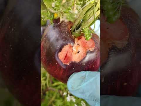 Видео: Я календарь переверну,и снова 3сентября!)Осенняя милота!)#осень#дача #листопад#