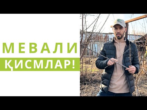 Видео: МЕВАЛИ ДАРАХТЛАР ҚАЙСИ ҚИСМЛАРИДА МЕВА БЕРАДИ???