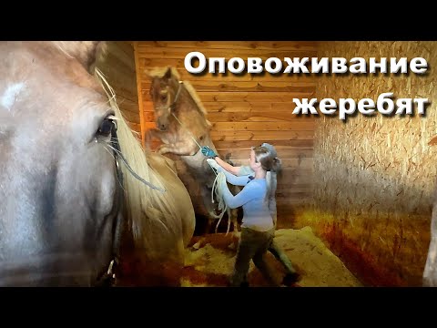 Видео: Оповоживание жеребят. Тренинг "Школа конника".