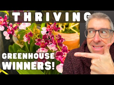 Видео: Победители в теплицах: растения, которые действительно процветают!