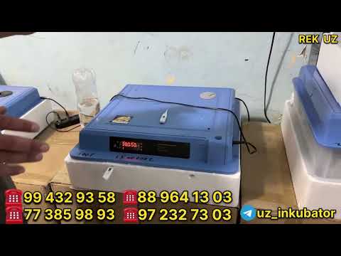 Видео: Inkubator narxlari, 15 talikdan 400 talikkacha / inkubatorda joja ochirish / инкубаторда жожа очириш