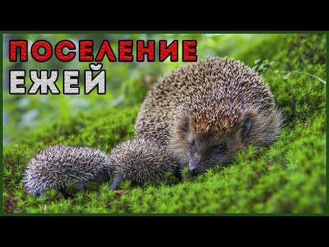 Видео: ПОСЕЛЕНИЕ ЕЖЕЙ НА УЧАСТКЕ | ЁЖ - ДРУГ ЧЕЛОВЕКА ?
