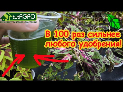 Видео: Рассада крепче баобаба! ГОТОВИМ ЭТО УДОБРЕНИЕ САМИ: в 100 раз лучше любого покупного удобрения!