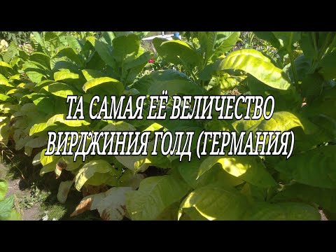 Видео: ТАБАК - ВИРДЖИНИЯ ГОЛД (ГЕРМАНИЯ).