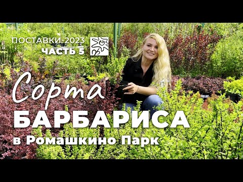 Видео: Сорта барбариса в Ромашкино Парк