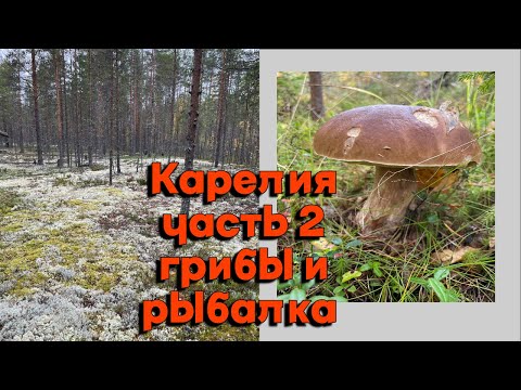 Видео: Карелия. Сямозеро. Часть 2  Поход за грибами и рыбалка.