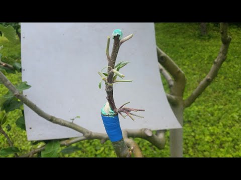 Видео: Ашладисване 5 сорта на 1 дърво Калем под Кора