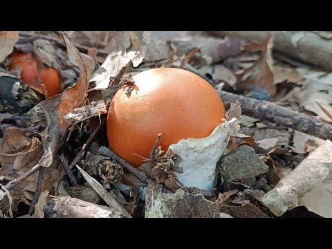 Видео: Снова много разных грибов