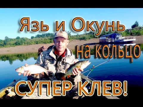 Видео: Крупный язь и окунь на кольцо.  Мой первый опыт