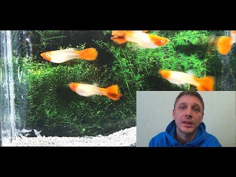 Видео: ГУППИ!!! 2 ЧАСТЬ.