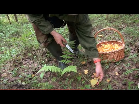 Видео: Грибы в Ленинградской обл.24.07.2022. ТАКОГО КОЛИЧЕСТВА ЛИСИЧЕК я в тех местах никогда не видел!