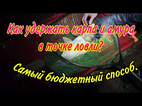 Видео: Как удержать карпа и амура в точке ловли? Самый эффективный и бюджетный способ.