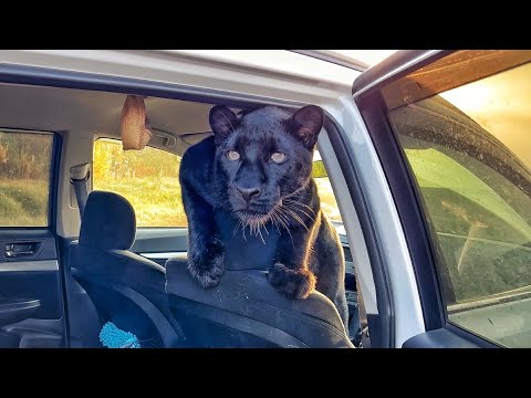 Видео: Проверили болота и мертвый лес с пантерой Луной 🌲🐆