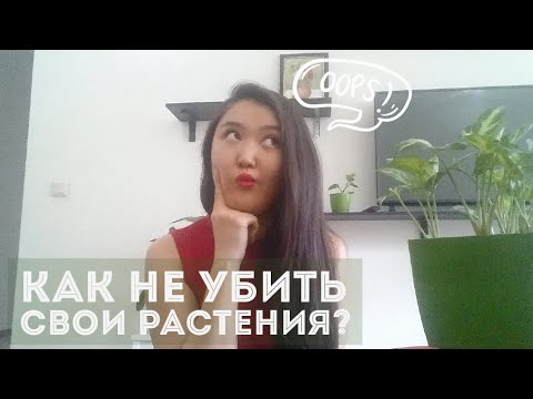Видео: Почему комнатные растения погибают? Гид по тому, как помочь им выжить
