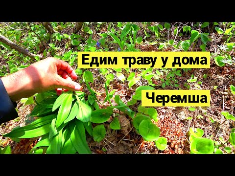 Видео: Едим траву у дома. Черемша