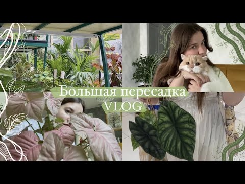 Видео: Пересадка растений || поход в цветочный магазин