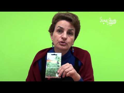 Видео: Как вырастить петрушку.Сорта петрушки. Сайт "Садовый мир"