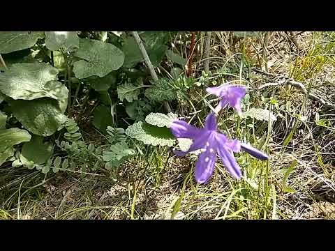 Видео: Кадамжай р-н. Тамаша а-ы. Көк Мойнок  эс алуу жайы