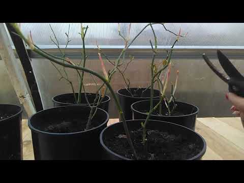 Видео: Розы из черенков. Весенняя обрезка