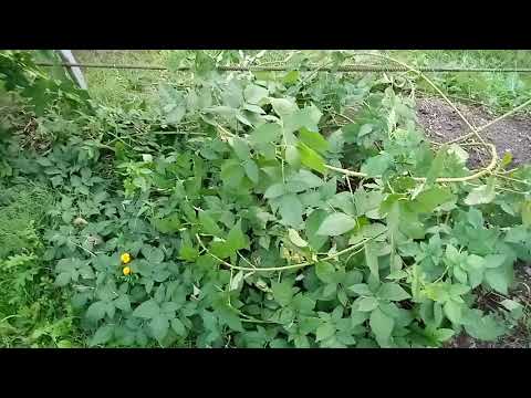 Видео: ежевика ответ на вопрос и обрезала Караку Блэк