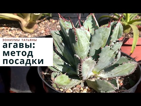 Видео: Агавы: эффективный метод посадки