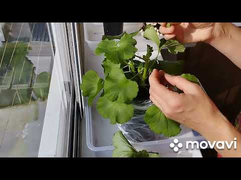 Видео: Пеларгония! Осенняя обрезка, пересадка, подготовка к зиме.