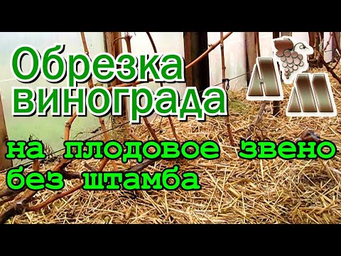 Видео: 🍇 Обрезка винограда на плодовое звено в бесштамбовых формировках