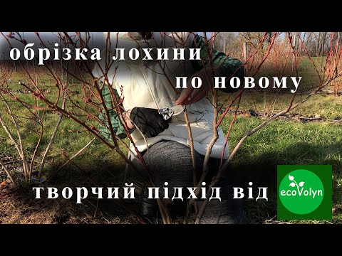 Видео: Обрізка лохини по новому (творчий підхід) від #ecovolyn