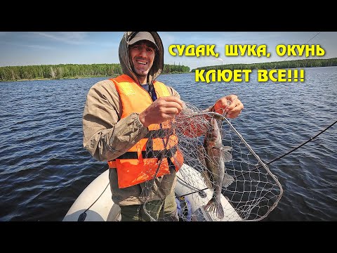 Видео: СУДАК, ЩУКА, ОКУНЬ. КЛЮЁТ ВСЁ!!!