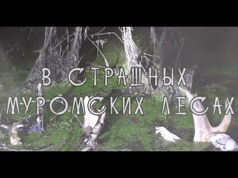 Видео: За гранью реальности Страшные Муромские леса