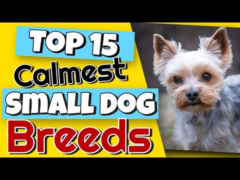 Видео: 15 самых спокойных пород маленьких собак, о которых вы никогда не догадаетесь 😮