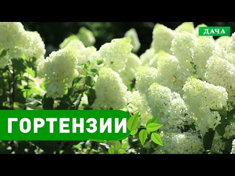 Видео: ДОБРЫЙ САД: САМЫЕ ЛУЧШИЕ СОРТА ГОРТЕНЗИИ