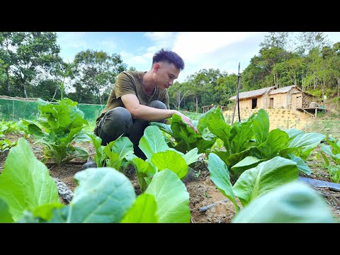 Видео: #91 Таро на свиных костях, Посади больше капусты, Строим ферму вместе со мной