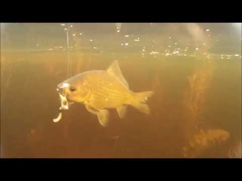 Видео: р Бурла подводная сьемка