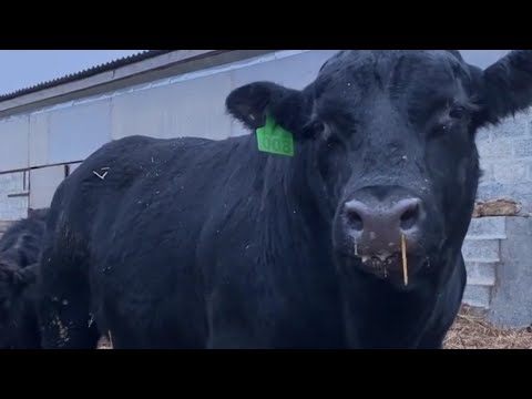 Видео: Одна из лучших мясных пород "Black angus " Абердин ангус.