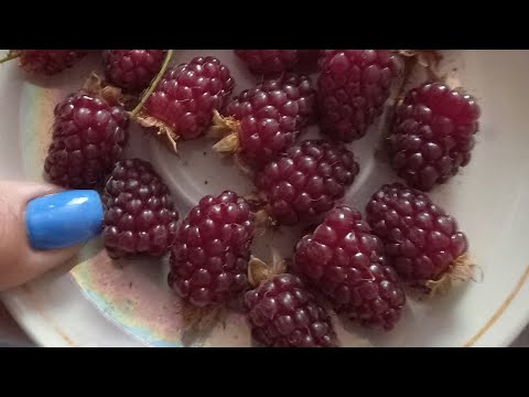 Видео: Посадка ежемалины Тайбери.