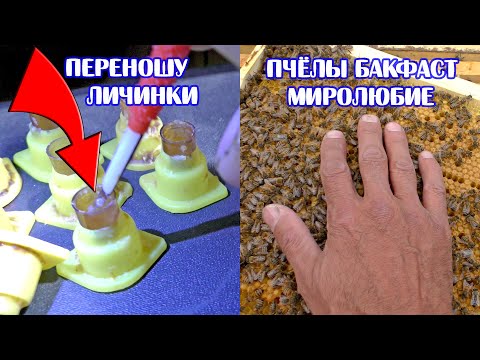 Видео: Пчёлы БАКФАСТ  Тест на миролюбие и плодовитость  Вывожу маток  Линия В91 AVM F0