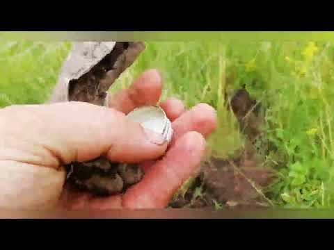 Видео: НАСТРОЙКИ ДЛЯ ПОИСКА МЕТАЛЛА С МЕТАЛЛОИСКАТЕЛЕМ quest x5 #коп #копметаллолома #копметалла