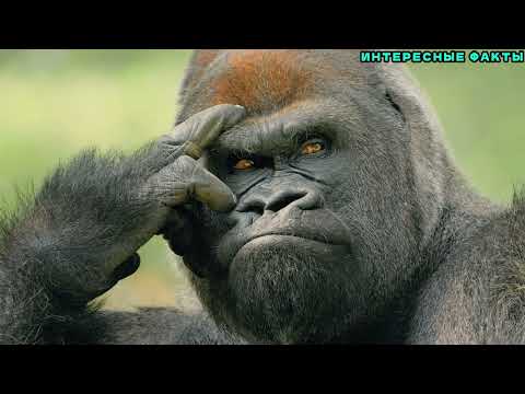 Видео: ✔️ИНТЕРЕСНЫЕ ФАКТЫ ОБ ГОРИЛЛАХ.