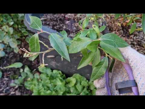 Видео: Обрезка 6-летнего куста голубики сорта Денис Блю.